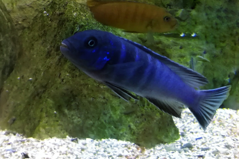 Chindongo bellicosus 'Mkondiwa Reef'